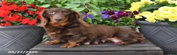 Dachshund dogs for sale: Skye - Ad 6