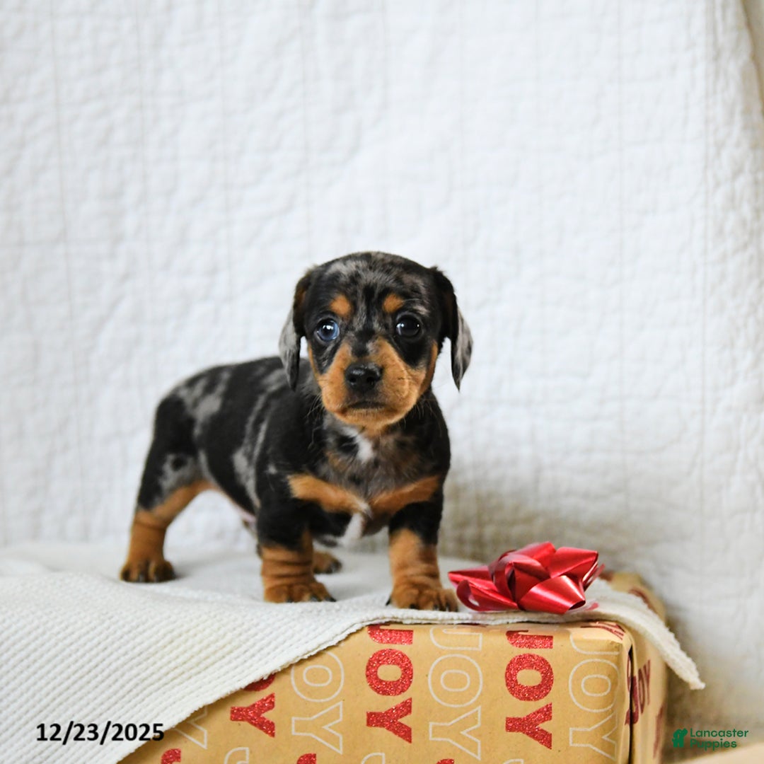 Miniature Dachshund dogs for sale: Spotty - Ad 1