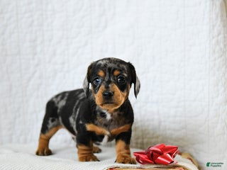 Miniature Dachshund dogs Spotty - Ad 42