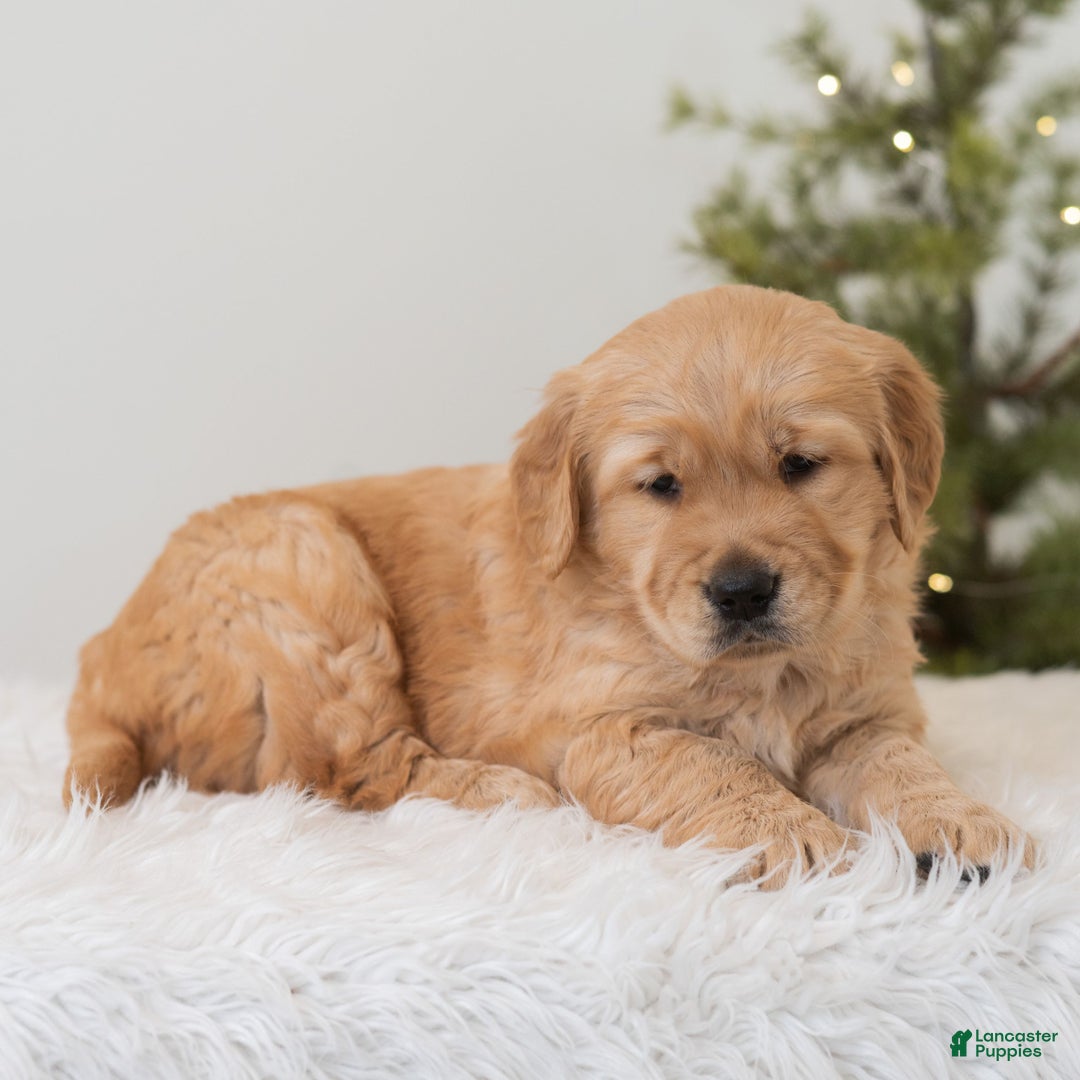 Golden Retriever dogs for sale: Humbug  - Ad 4