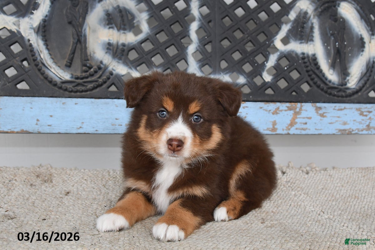 Australian Shepherd dogs Sky - Ad 1