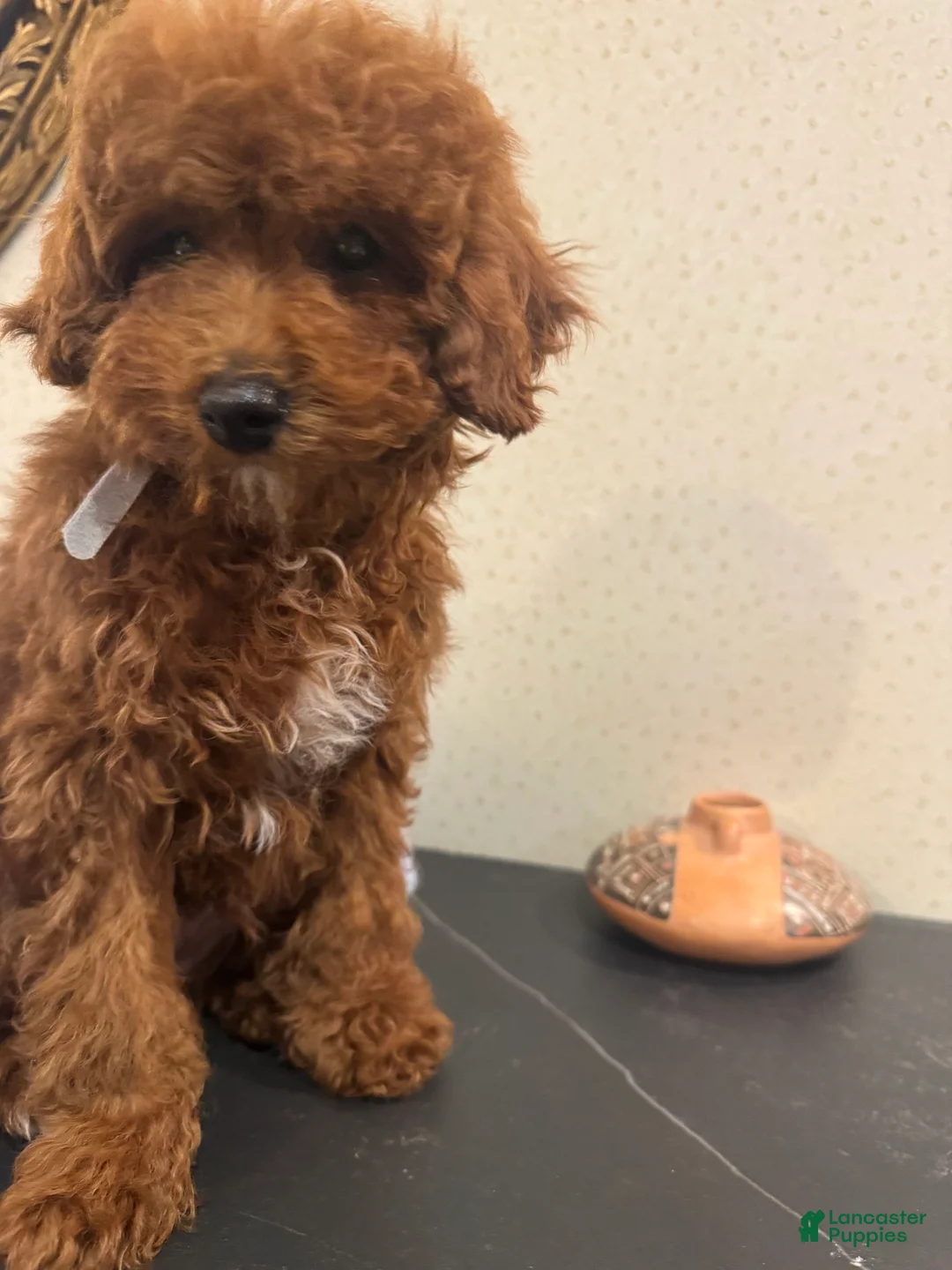 Toy Poodle dogs for sale: Rusty  - Ad 3