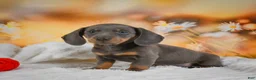 Miniature Dachshund dogs for sale: Dallas - Ad 10