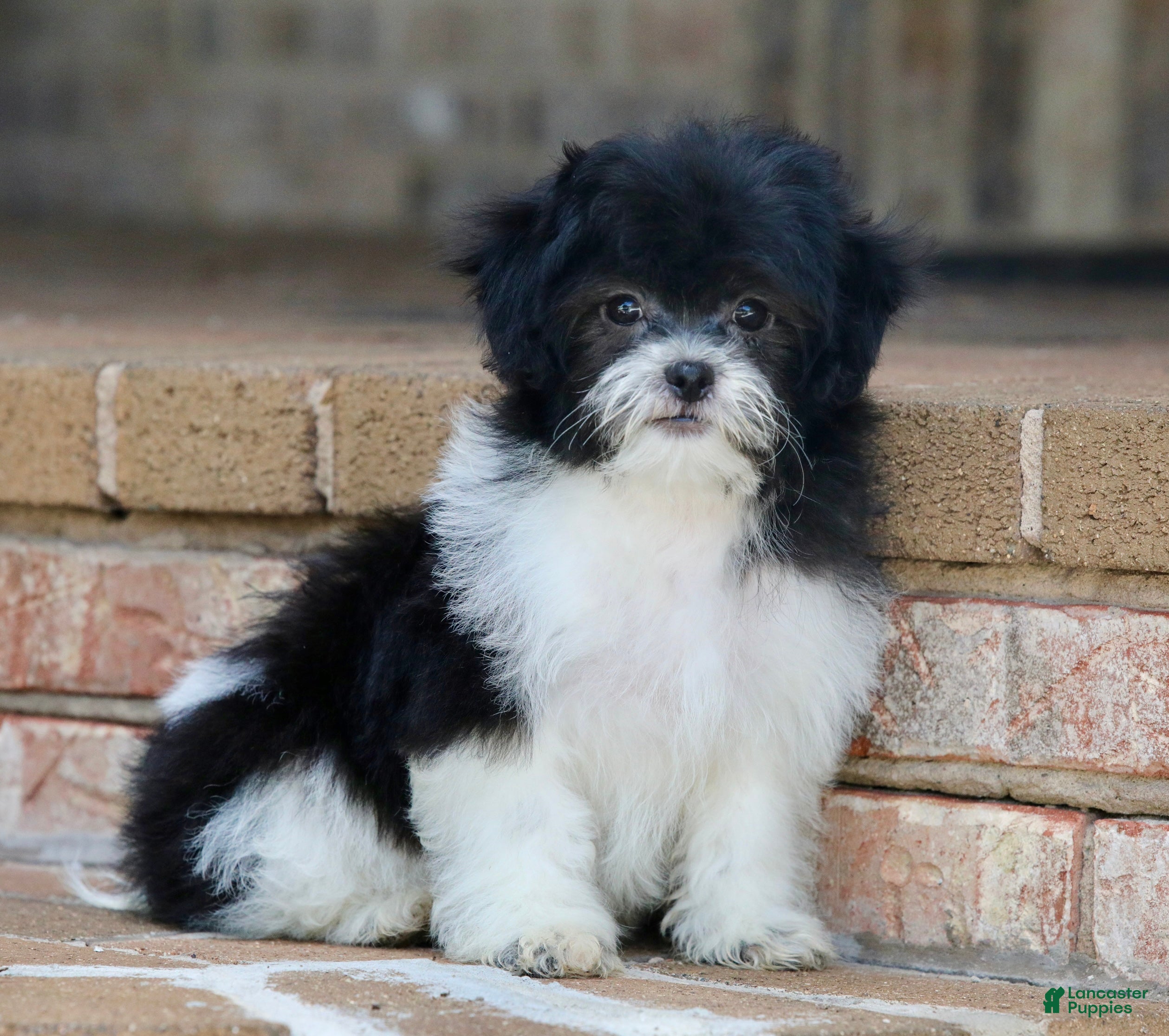 Shih Tzu Puppies for sale in Morgantown, West Virginia Lancaster