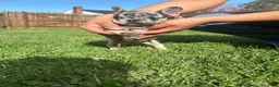 French Bulldog dogs for sale: French Bulldog Puppy  - Ad 10