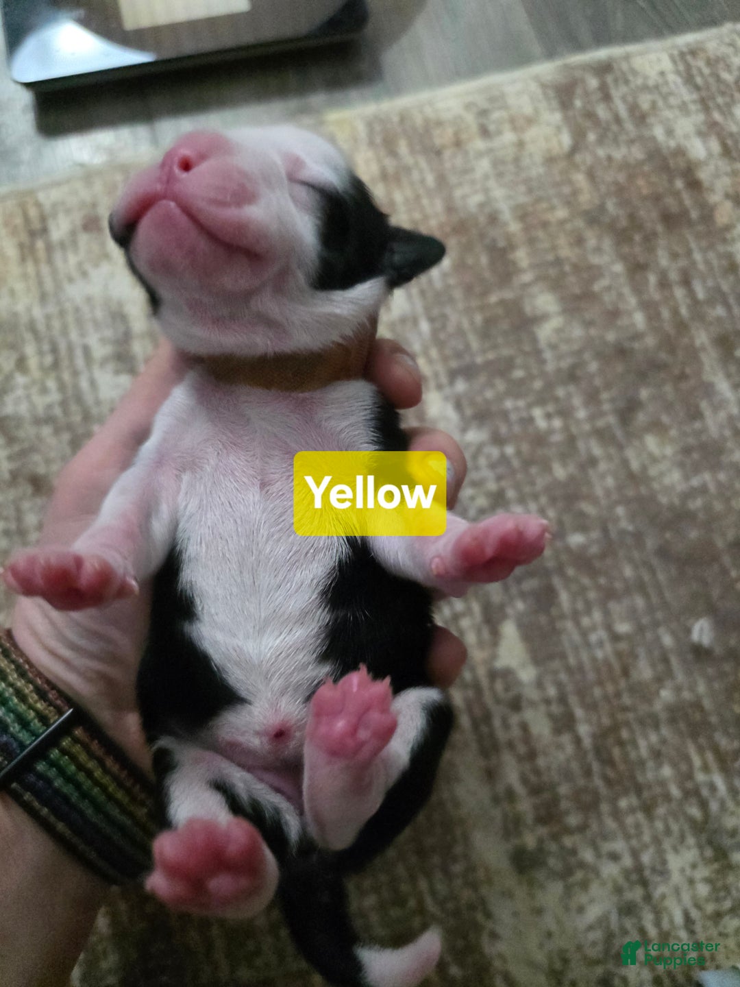 Mixed Breed dogs for sale: Yellow - Ad 10