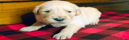 Golden Retriever dogs for sale: Honey - Ad 1