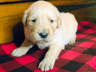 Golden Retriever dogs Honey - Ad 42