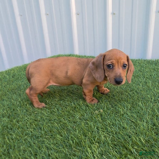 Miniature Dachshund dogs Betsy - Ad 2