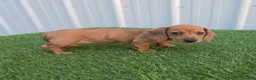 Miniature Dachshund dogs for sale: Betsy - Ad 2