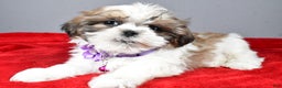 Shih Tzu dogs for sale: Cris - Ad 7