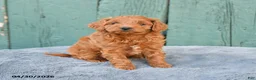 Mini Goldendoodle dogs for sale: Ruby - Ad 2