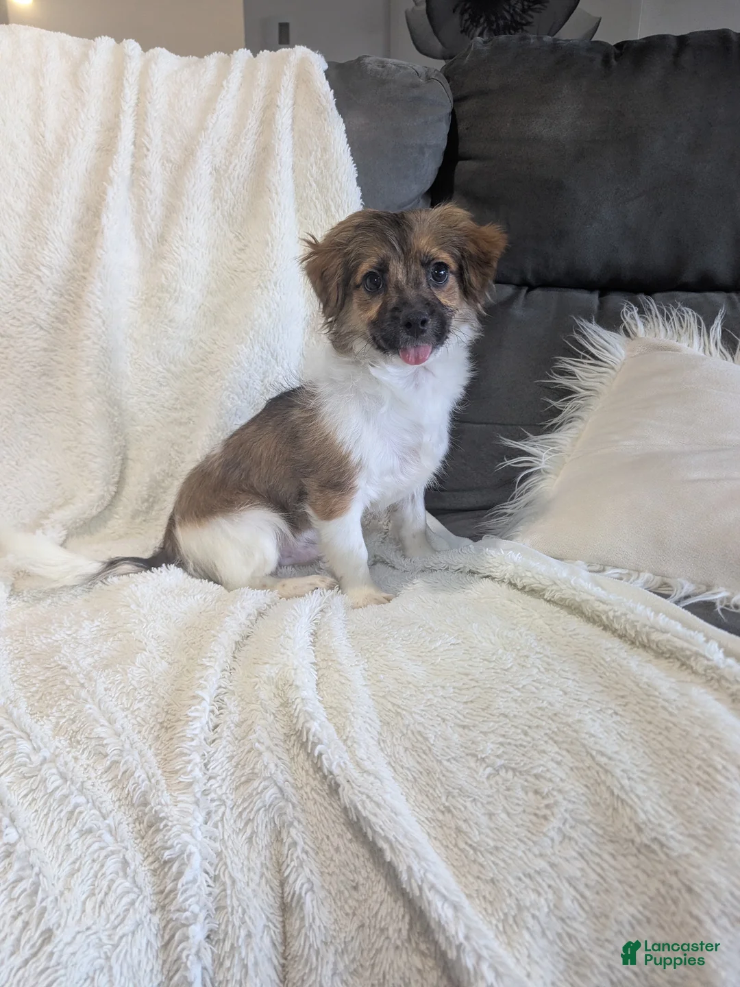 Havanese dogs for sale: Buddy - Ad 4