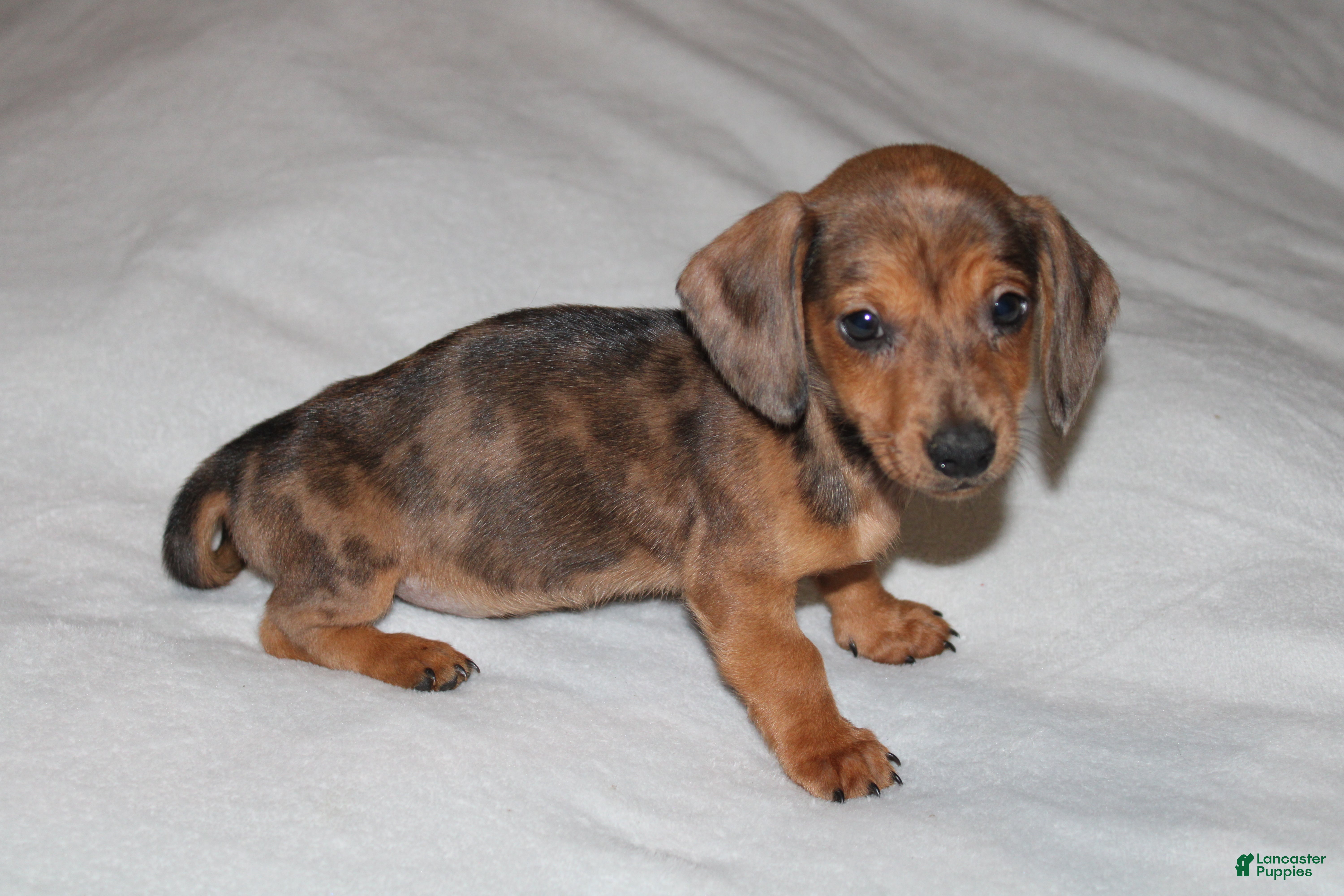 Miniature Dachshund dogs Frank Mini  - Ad 24