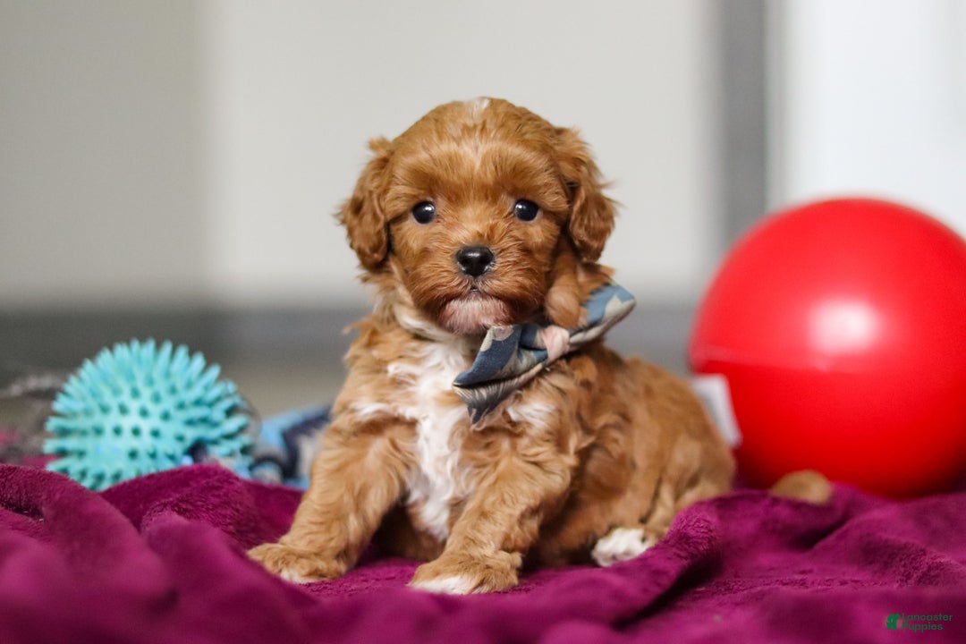 Cavapoo dogs for sale: Izzy - Ad 3