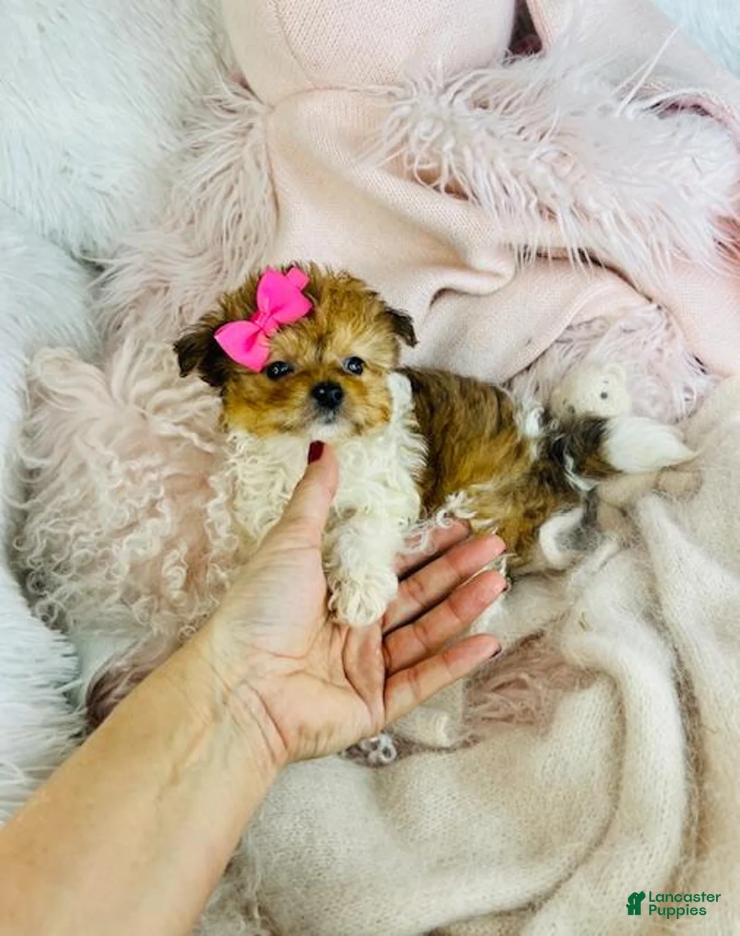 Pomapoo dogs for sale: Pomapoo Puppy 1 - Ad 5