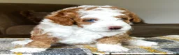 Mixed Breed dogs for sale: Red/Apricot-Blonde Micro Bernedoodle - Ad 2
