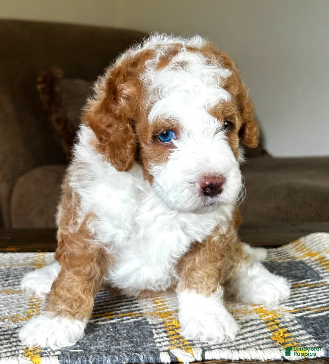 Mixed Breed dogs for sale: Red/Apricot-Blonde Micro Bernedoodle - Ad 2