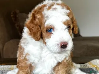 Mixed Breed dogs Red/Apricot-Blonde Micro Bernedoodle - Ad 2