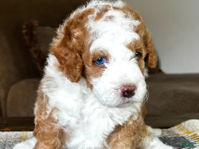 Mixed Breed dogs for sale: Red/Apricot-Blonde Micro Bernedoodle - Ad 2
