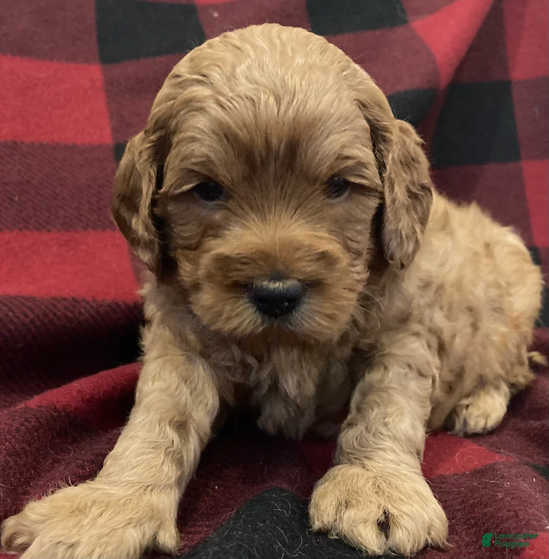 Labradoodle dogs for sale: Maverick - Ad 17