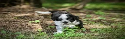 Mixed Breed dogs for sale: Daisy - Ad 2