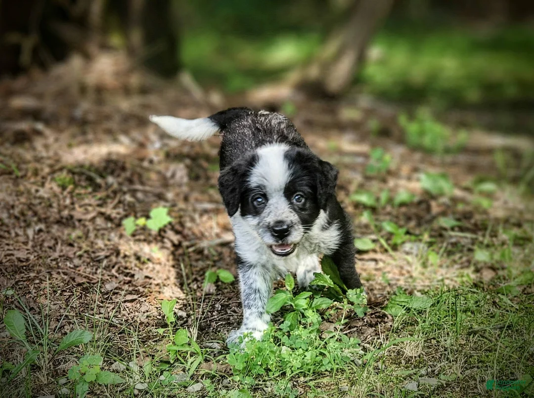 Mixed Breed dogs for sale: Daisy - Ad 2