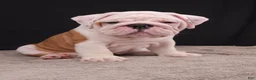 English Bulldog dogs for sale: Hank - Ad 7