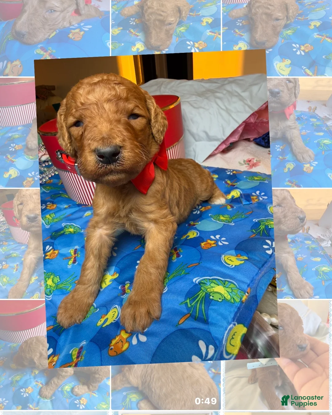 Standard Poodle dogs for sale: Red - Ad 3