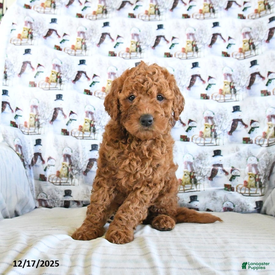 Mini Goldendoodle dogs Frosty - Ad 16