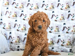 Mini Goldendoodle dogs Frosty - Ad 16