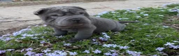 Shar Pei dogs for sale: Mickey - Ad 3