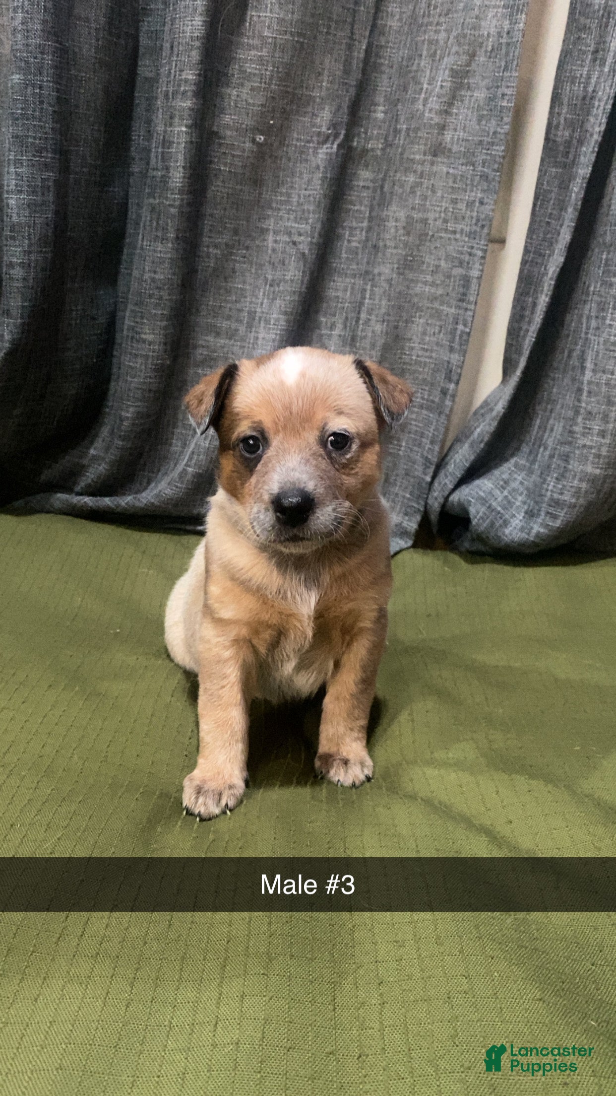 Australian Cattle Dog dogs Red - Ad 32