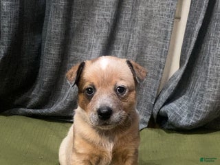 Australian Cattle Dog dogs Red - Ad 33