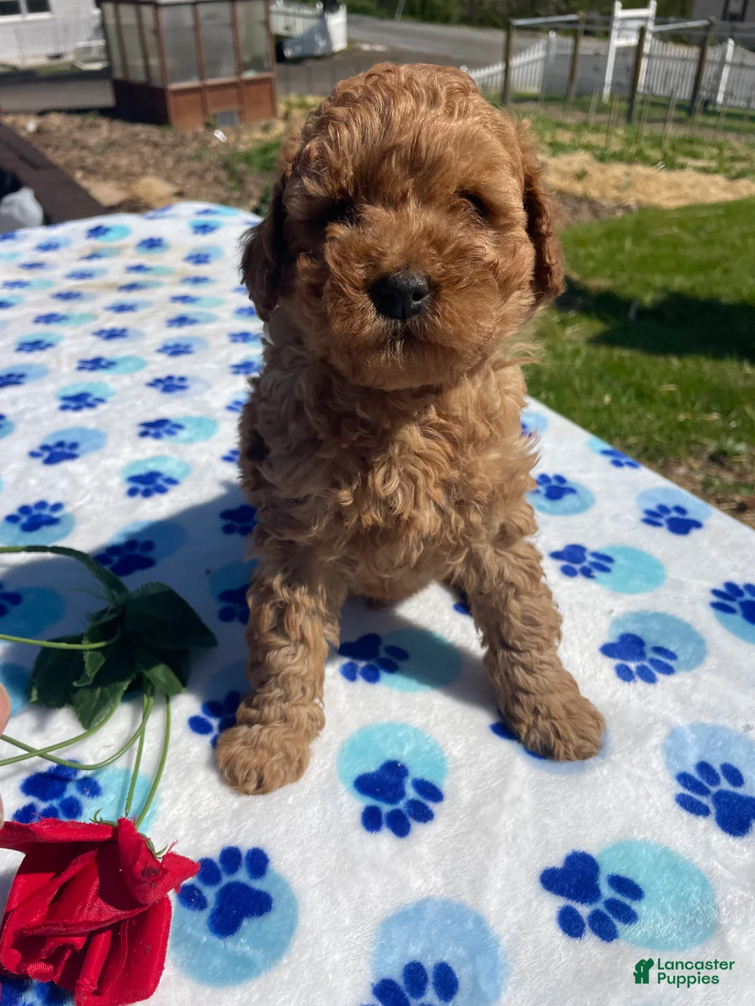 Mini Goldendoodle dogs for sale: Lance - Ad 1