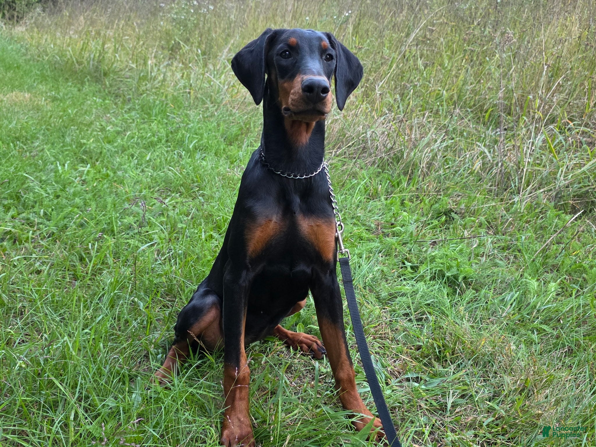 Doberman Pinscher dogs Elowen - Ad 2