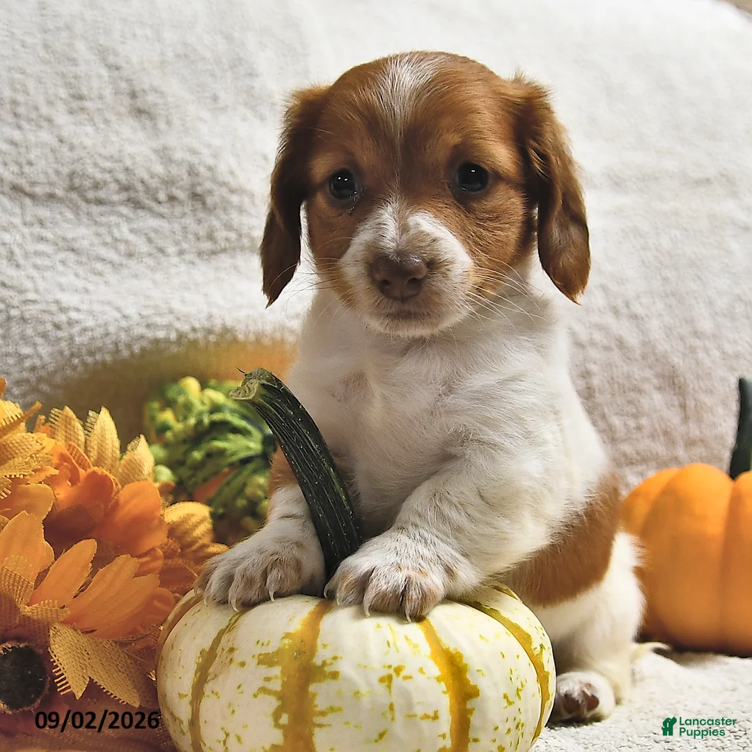Miniature Dachshund dogs for sale: Macey  - Ad 2