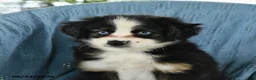 Miniature Australian Shepherd dogs for sale: Blue Boy - Ad 3