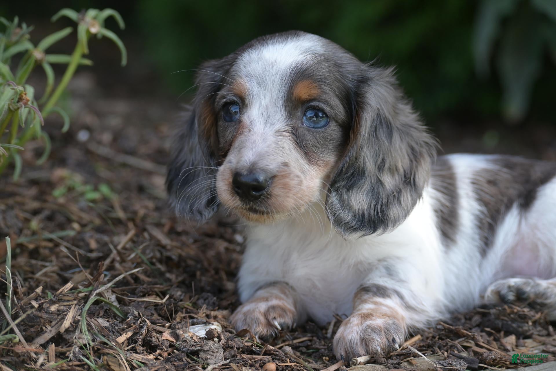 Miniature Dachshund dogs Dolly - Ad 1
