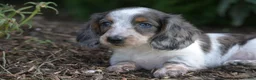 Miniature Dachshund dogs for sale: Dolly - Ad 3
