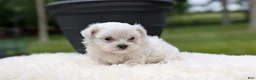 Maltese dogs for sale: Macy - Ad 8