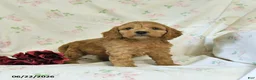 Cockapoo dogs for sale: Caleb - Ad 4