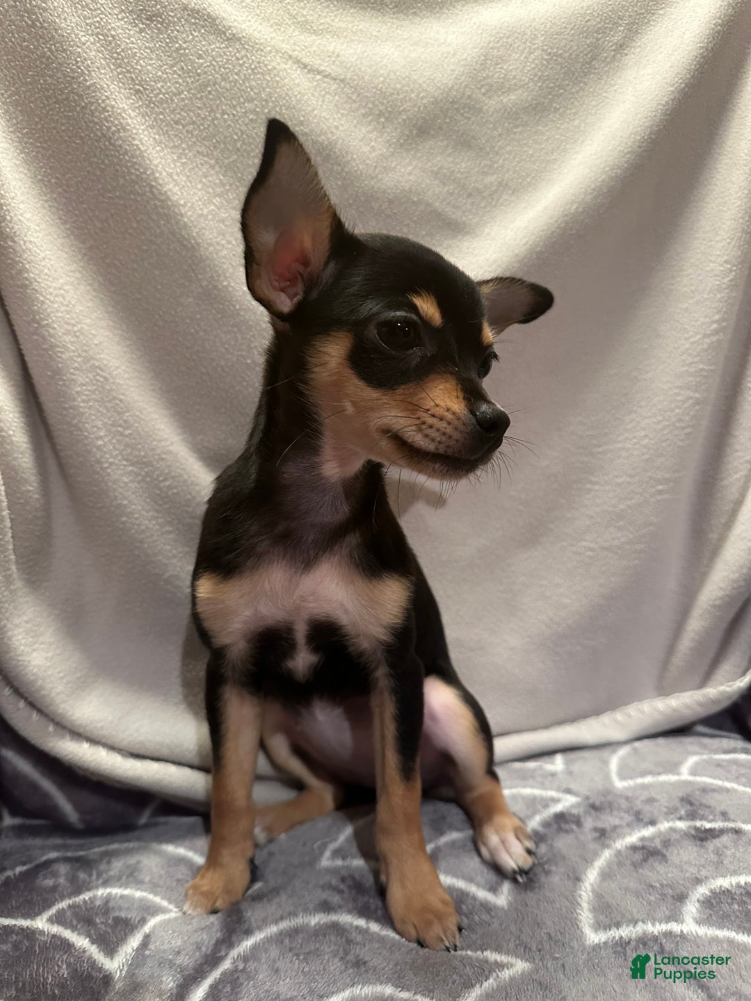 Chihuahua dogs for sale: Sadie - Ad 3