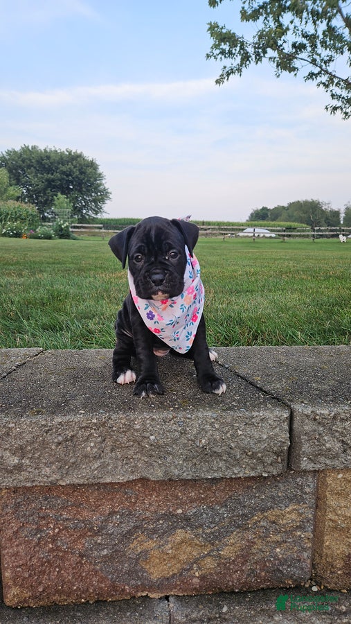 Boxer dogs Abby - Ad 1