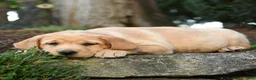 Labrador Retriever dogs for sale: April - Ad 3