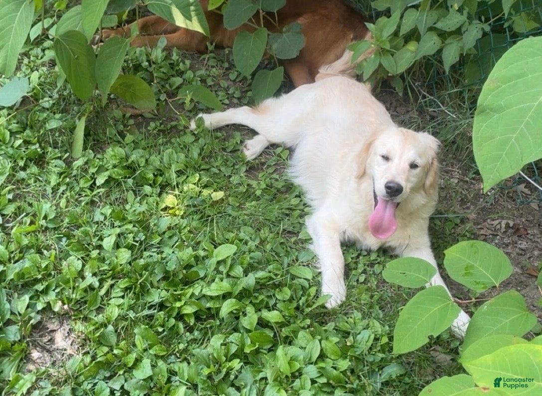 Golden Retriever dogs Shia - Ad 1
