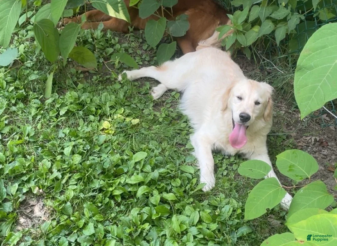 Golden Retriever dogs for sale: Shia - Ad 1