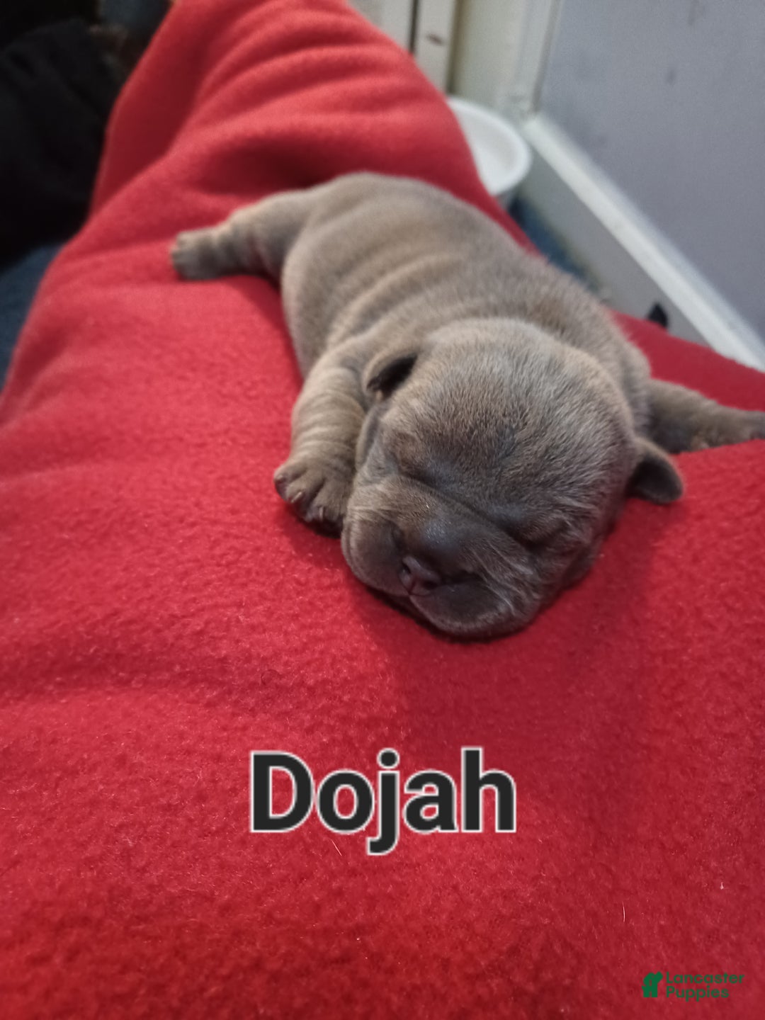 American Bully dogs for sale: American Bully Puppy 2 - Ad 1