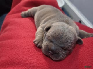 American Bully dogs American Bully Puppy 2 - Ad 31