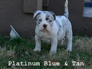 American Bully dogs American Bully Puppy 9 - Ad 9
